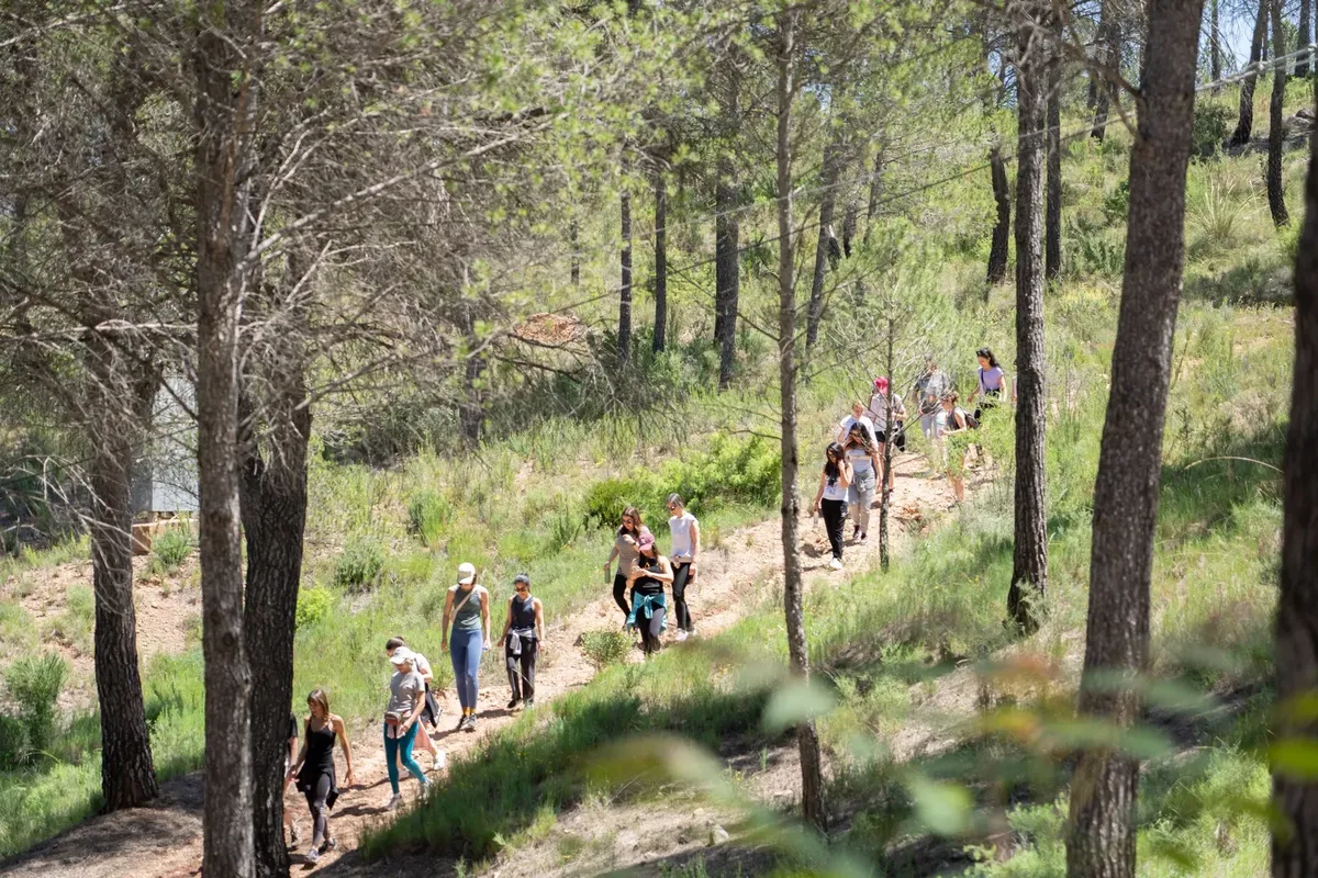 Caminata entre pinos por el valle